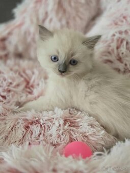 Ragdoll mačiatka - 2