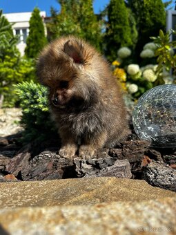 pomeranian - 2