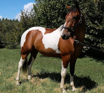 Valach APH american paint 2 roky - 2