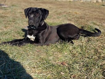 Cane Corso šteniatka - 2