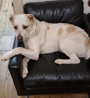 Darujem SAO alabai - 2