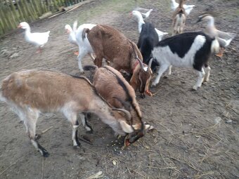 Kozičky na predaj - 2