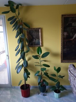 Fikusy rôznych veľkostí - 2