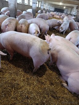 Výkonové ošípané 2€/kg - 2