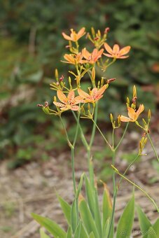 Angínovník čínsky - semená - 2