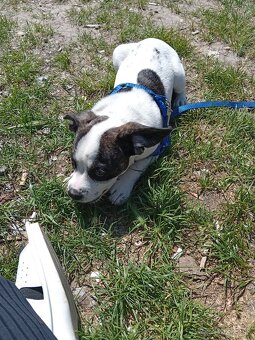 Predám 3 mesačné šteniatko Pitbull - 2