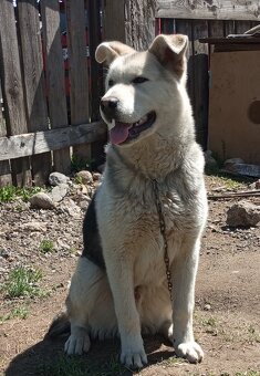 9 mesiacny pes kríženec husky - 2