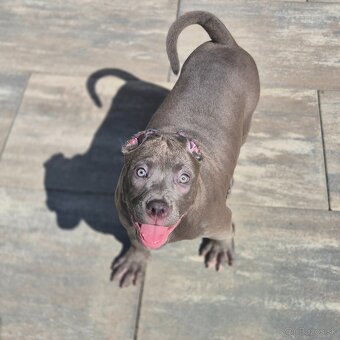 American bully xl - 2
