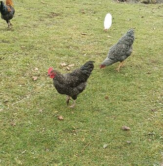 Kohút; morka bronzová - 2