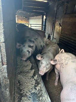 Predám jatočne prasce. - 2