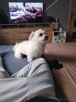 Predám maltezáka - 2