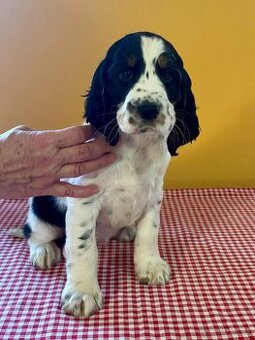 Anglický špringršpaněl štěně - 2