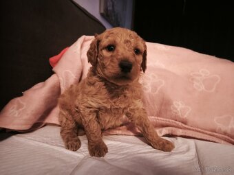 Kráľovský pudel fenka - 2