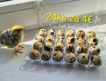 Prepeličie vajíčka - jumbo a celadon - 2