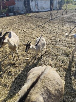 Predám ovce a kozičky - 2