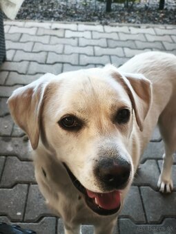 Darujem 1,5 r labrador - 2