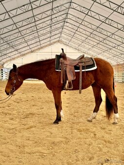 QH valach 3r. Na predaj - 2