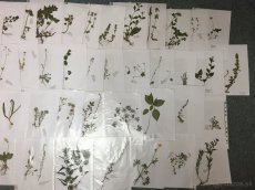 Herbár 2025, byliny, letné, zimné vetvičky, púčiky drevín - 2