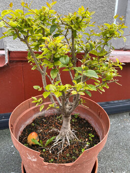 Ligustrum Vtáčí Zob bonsaj - 2