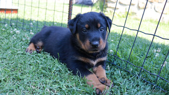 Beauceron - francouzský ovčák -  štěňátka s PP - 2