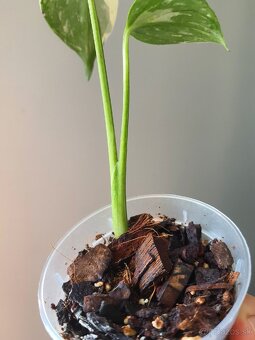 Monstera thai constellation - 2