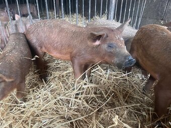 Durok x mangalica odstavcata - 2