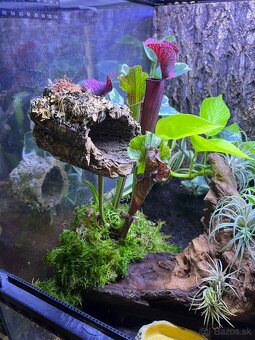 ExoTerra terarium 45x45x45cm - 2