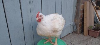 Brojlerove kurčata - predaj - 2