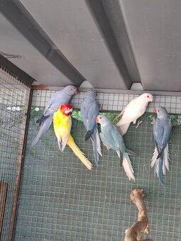 Alexander maly hch - 2