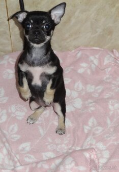 čivava krátkosrstá - 2