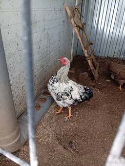 Wyandot zdrobnela  kohut - 2