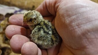 Prepelice faraon jumbo - 2