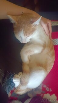 Darujem dvoch kocúrov a jednu mačičku - 2