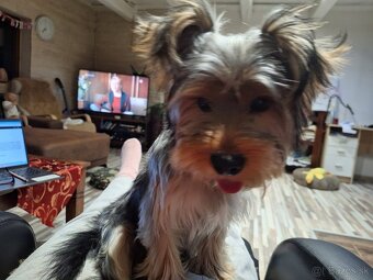 Yorkshirsky terier , Jorkšírský teriér , Yorkshire terier - 2