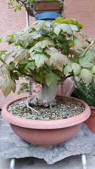 bonsai,bonsaj-JAVOR HORSKÝ - 2