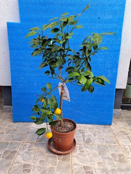 Citrus mitis mandarínka - 2