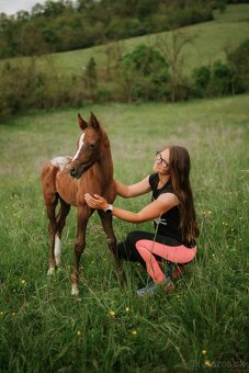 2 mesačný arab x appaloosa - 2