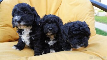 Maltipoo - 2