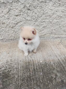 Nemecký špic Pomerian - 2