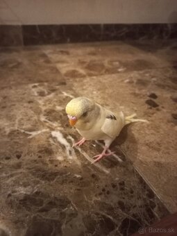 Polokrotká andulka - samček - 2