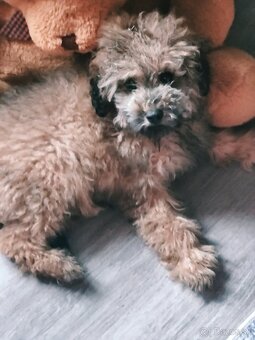 Toy pudel - 2