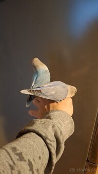 Ručne dokrmene agapornisi - 2