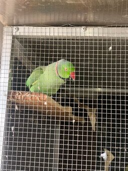 Alexander malý samček+samička - 2