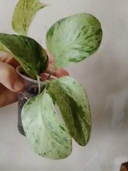 REZERVOVANE Epipremnum Snow Queen - 2