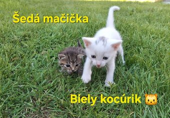 Mačiatko - 2