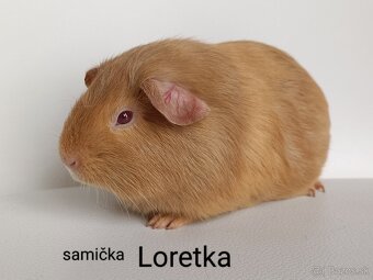 Morské prasiatko morča - 2