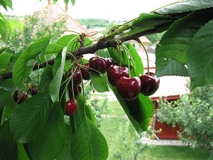 čerešne - 2
