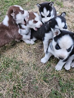 HUSKY šteniatka - 2