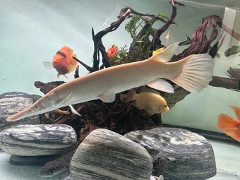 Atractosteus spatula ALBINO - 2