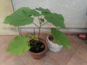 Paulownia - 2